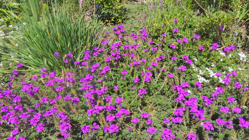 Curso de Jardinería Sostenible Online Jardín Climático Junio 2025 - Imagen 8