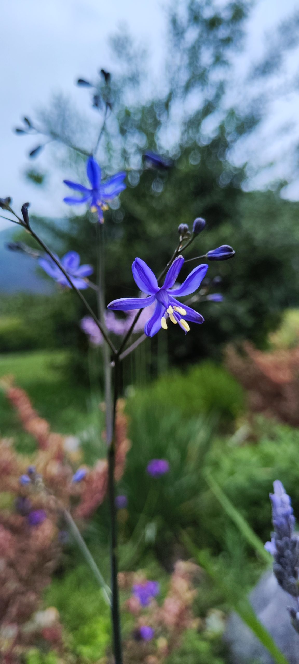 Curso de Jardinería Sostenible Online Jardín Climático Junio 2025 - Imagen 6