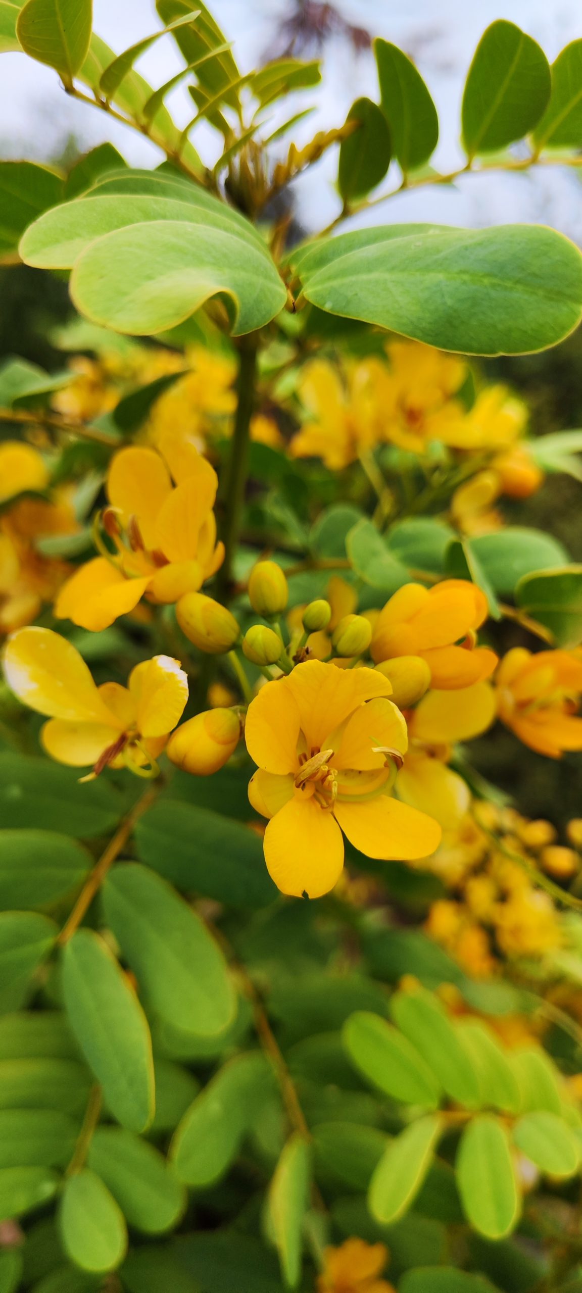 Curso de Jardinería Sostenible Online Jardín Climático Junio 2025 - Imagen 11