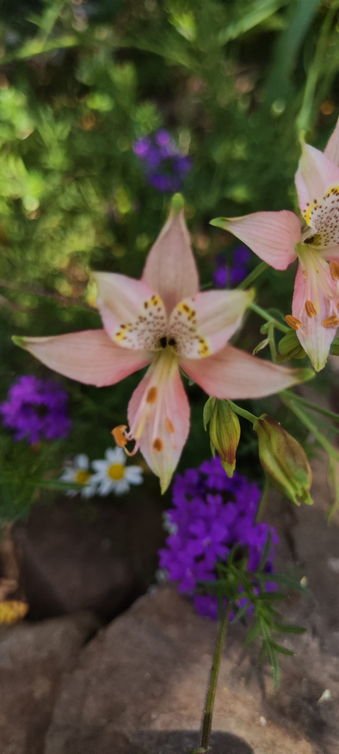 Curso de Jardinería Sostenible Online Jardín Climático Junio 2025 - Imagen 9