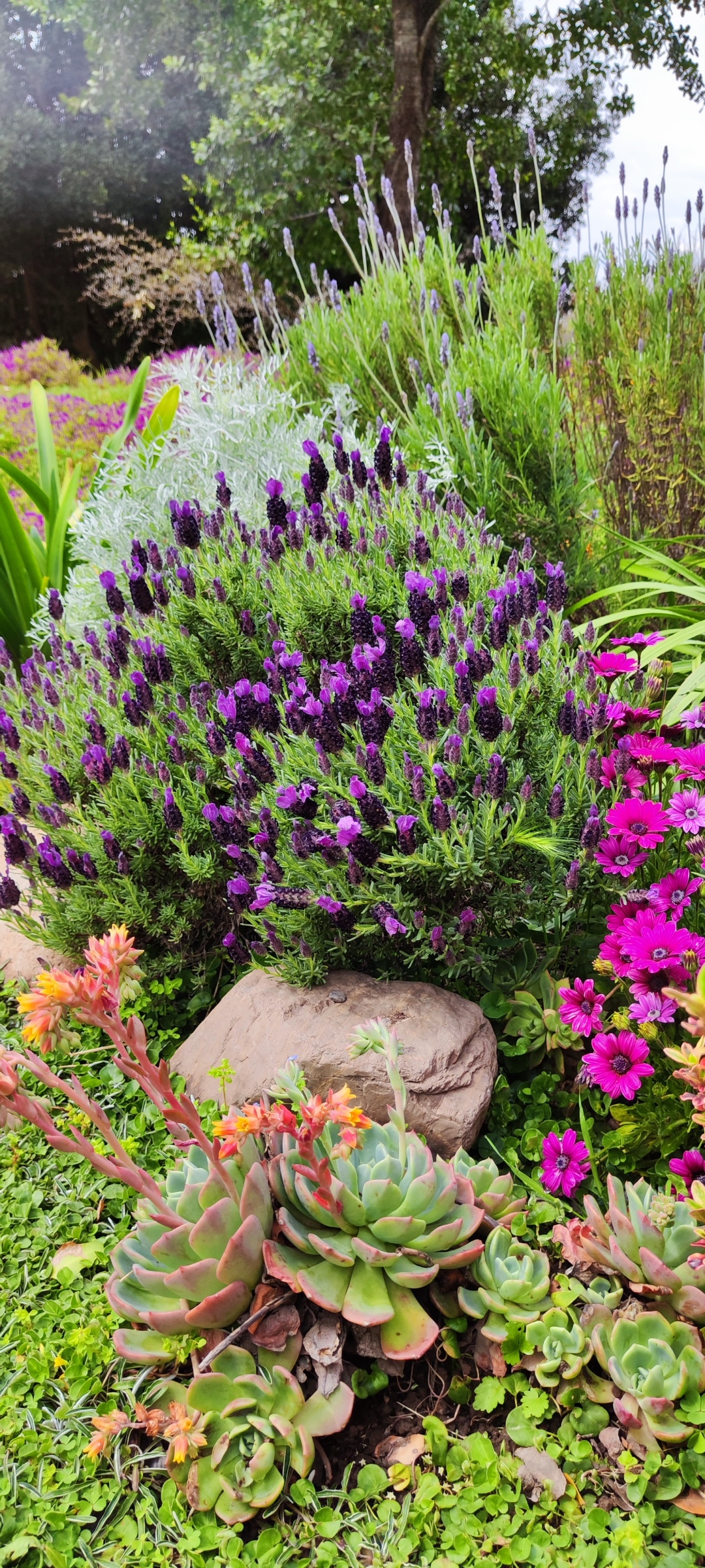 Curso de Jardinería Sostenible Online Jardín Climático Junio 2025 - Imagen 3