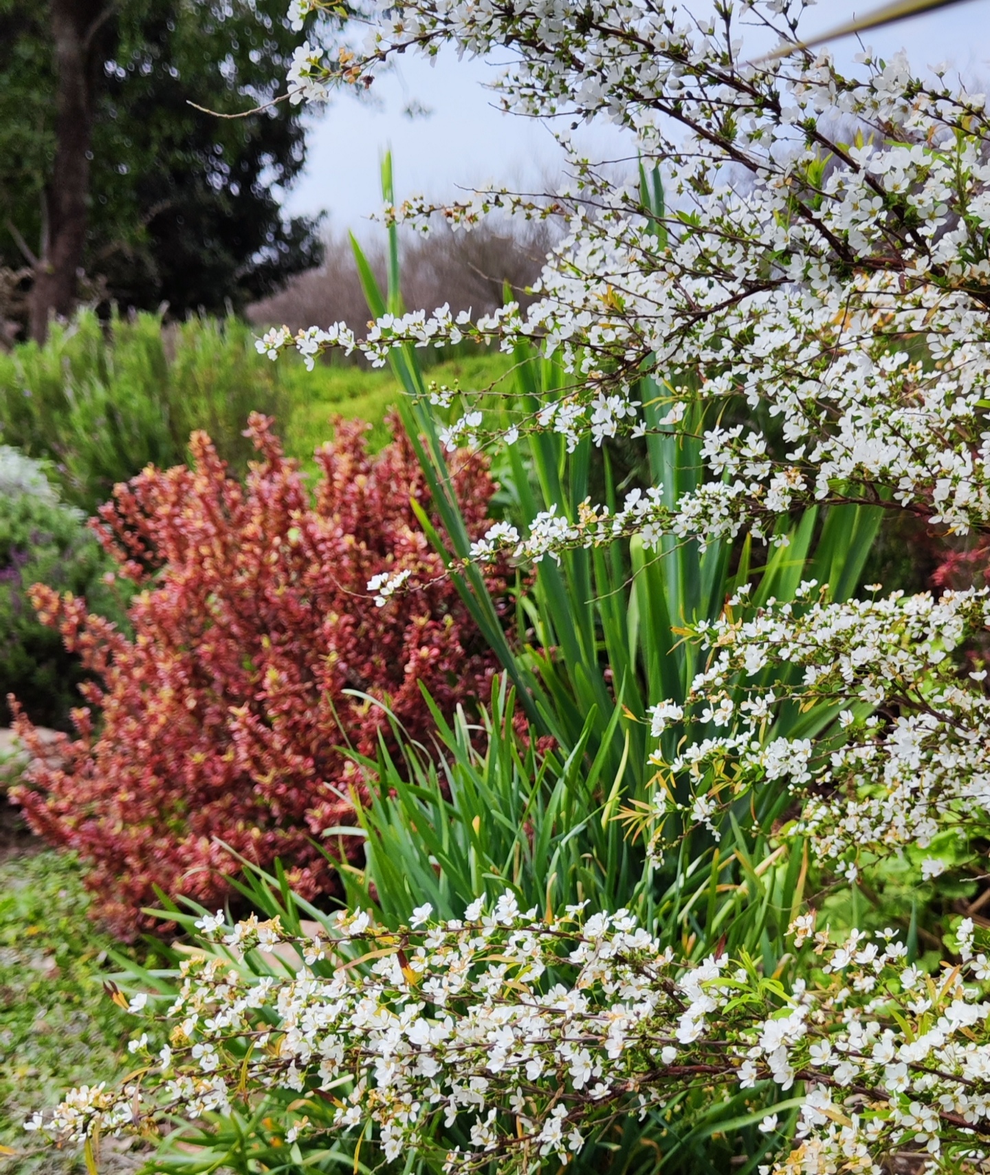 Curso de Jardinería Sostenible Online Jardín Climático Junio 2025 - Imagen 10